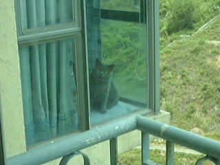 Greymeow by Window