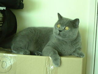 Greymeow on Box