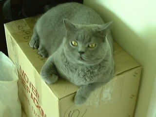Greymeow on Box