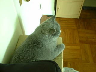 Greymeow on Box