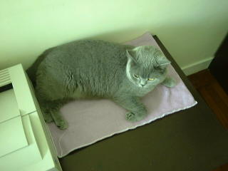 Greymeow on SideTable