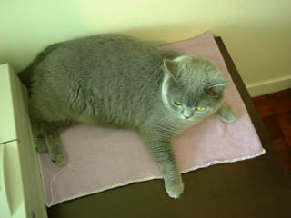 Greymeow on SideTable