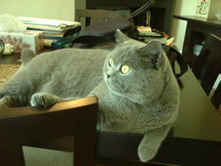 Greymeow on Table