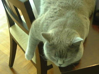 Greymeow on Table