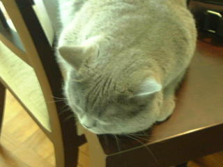 Greymeow on Table