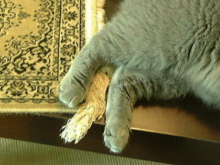 Greymeow on Table