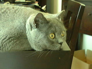 Greymeow on Table