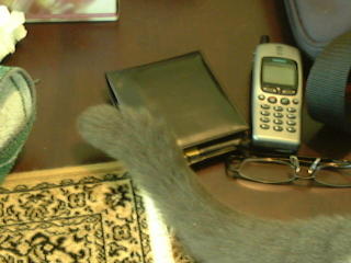 Greymeow on Table