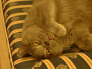 Greymeow on Sofa