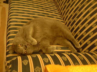 Greymeow on Sofa