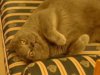 Greymeow on Sofa