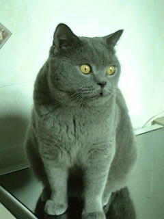 Greymeow in Kitchen