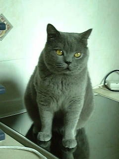 Greymeow in Kitchen