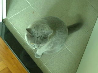 Greymeow on Floor