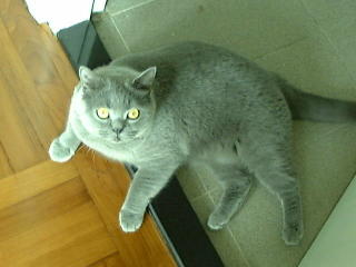 Greymeow on Floor