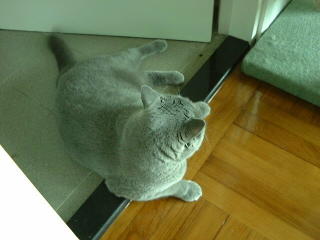 Greymeow on Floor