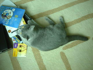Greymeow on Carpet