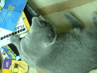 Greymeow on Carpet