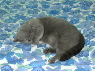 Greymeow Sleeping