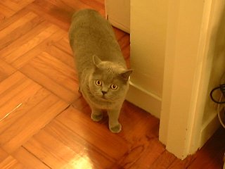 Greymeow