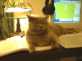 Greymeow