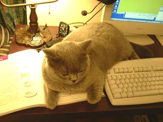 Greymeow