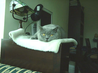 Greymeow