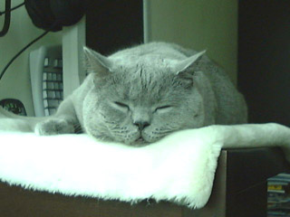 Greymeow
