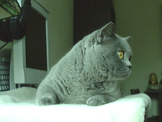 Greymeow