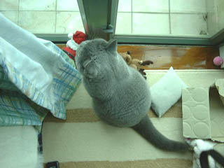 Greymeow