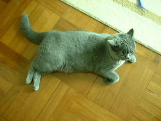 Greymeow