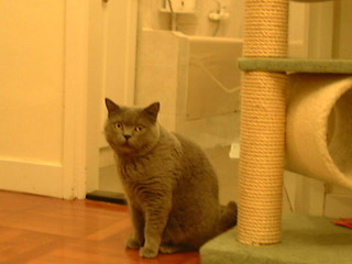 Greymeow