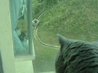 Greymeow