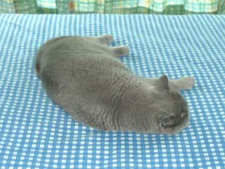 Greymeow