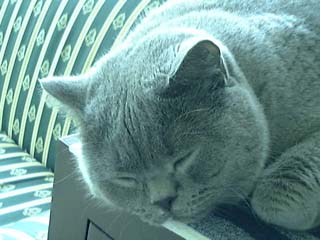 Greymeow
