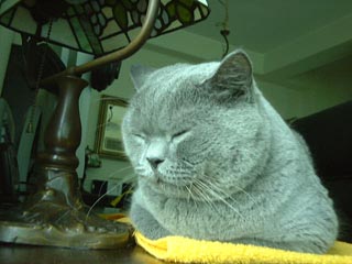 Greymeow