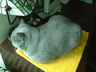 Greymeow