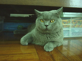 Greymeow