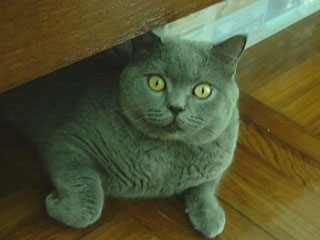 Greymeow