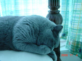 Greymeow