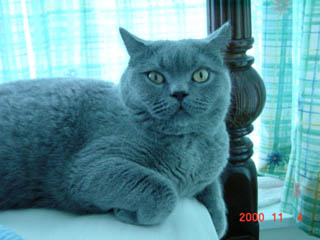 Greymeow