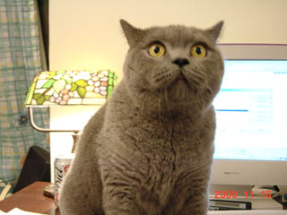 Greymeow