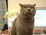 Greymeow photos (2000)