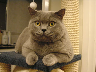 Greymeow