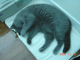 Greymeow
