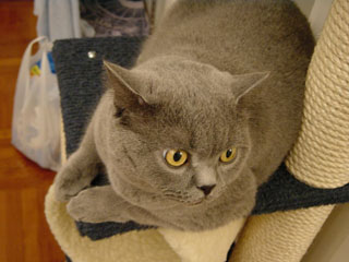 Greymeow