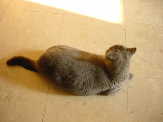 Greymeow