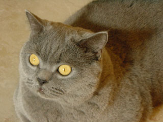 Greymeow