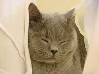 Greymeow