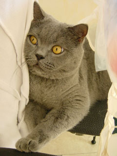 Greymeow